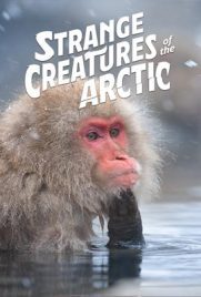 ดูหนัง Strange Creatures of the Arctic (2022) ซับไทย เต็มเรื่อง | ดูหนังออนไลน์2022